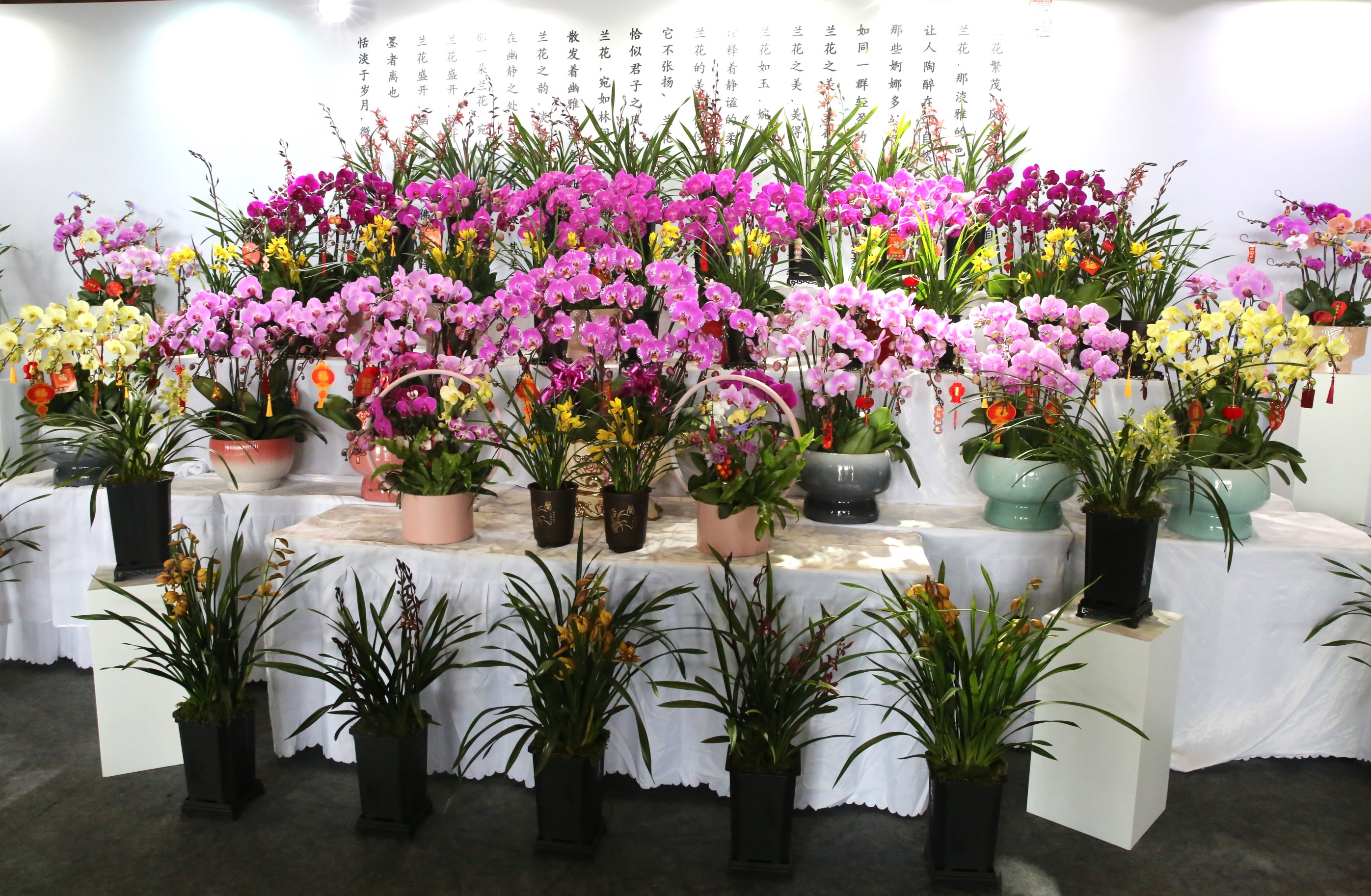 超5000盆兰花“秒光”！厚街这个花展被买爆了