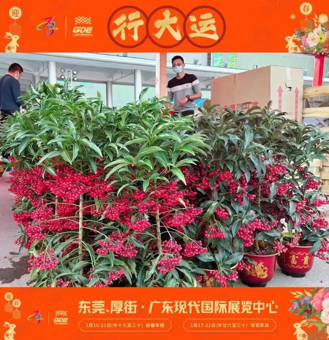 会展君带着攻略来！今年就来广东现代国际展览中心行花街啦！！