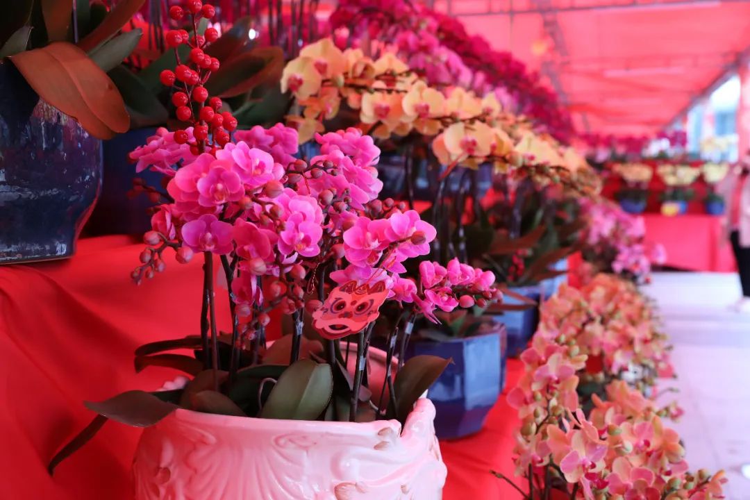 花市新启，年味重拾！广东现代国际展览中心首届迎春花市隆重开市！！