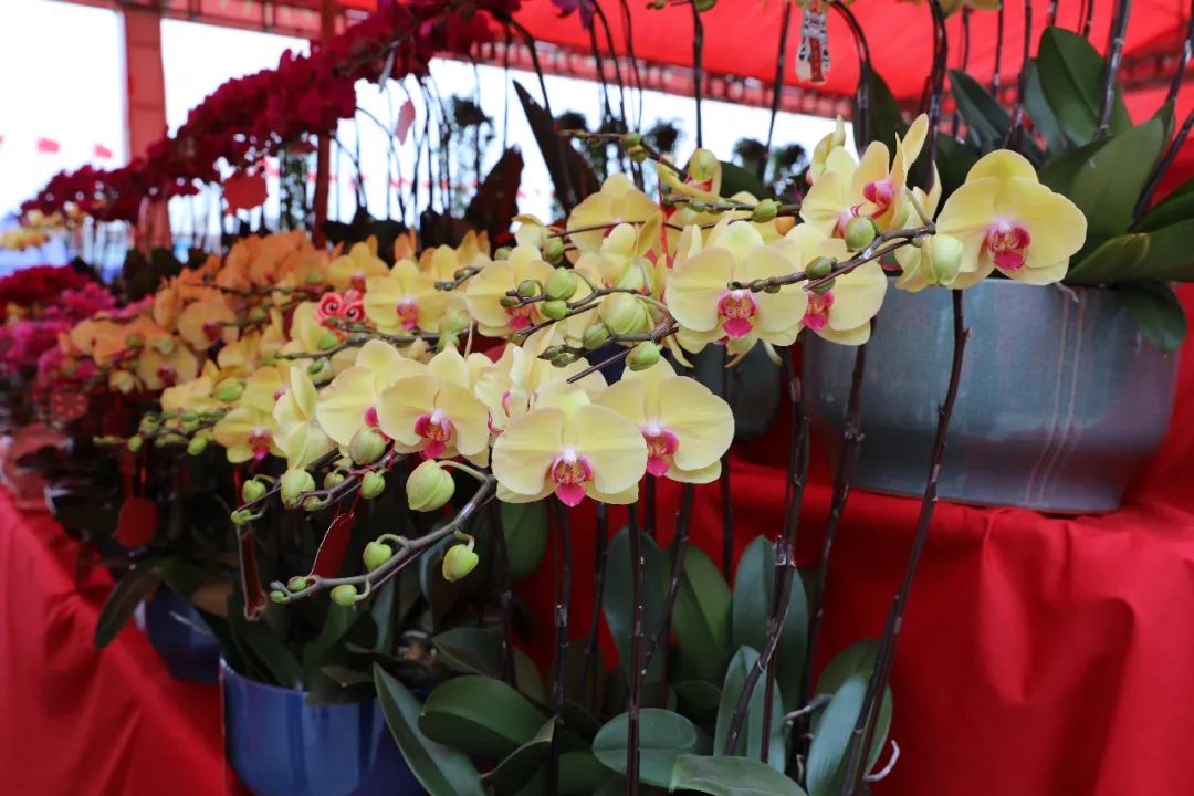 花市新启，年味重拾！广东现代国际展览中心首届迎春花市隆重开市！！